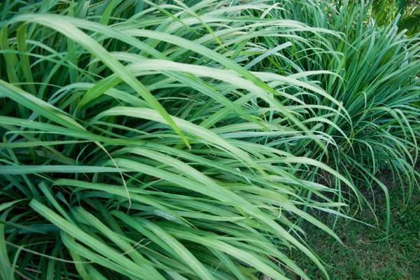 CITRONELLA essential oil