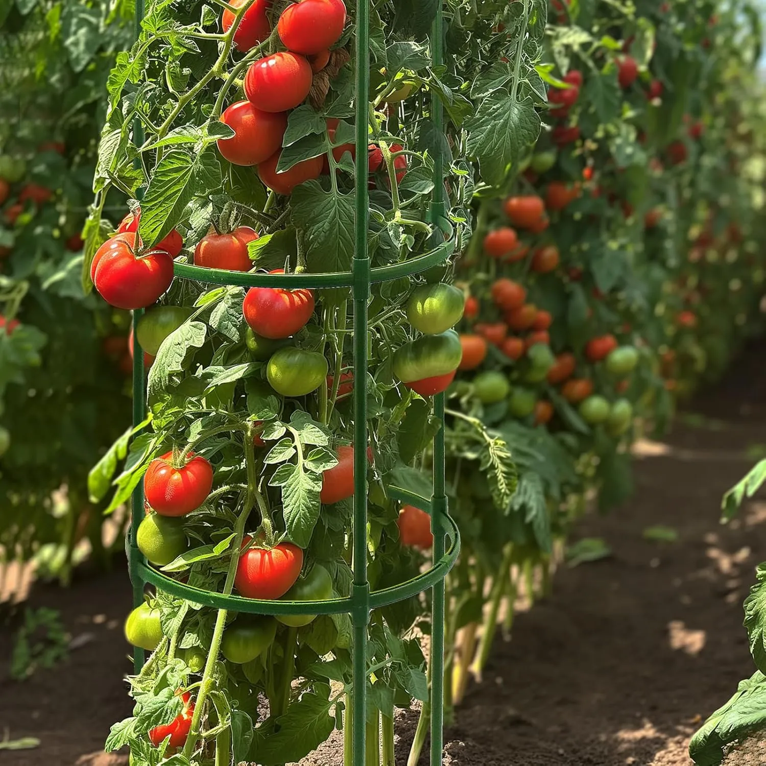 G-LEAF Adjustable Detachable Tomato Cage 3 Pack Tomatoes Plant Support Cages Trellis Garden Sticks/Stakes for Climbing Plants, Vegetables, Fruit, Flowers, 60 inch (Garden Ties Include)