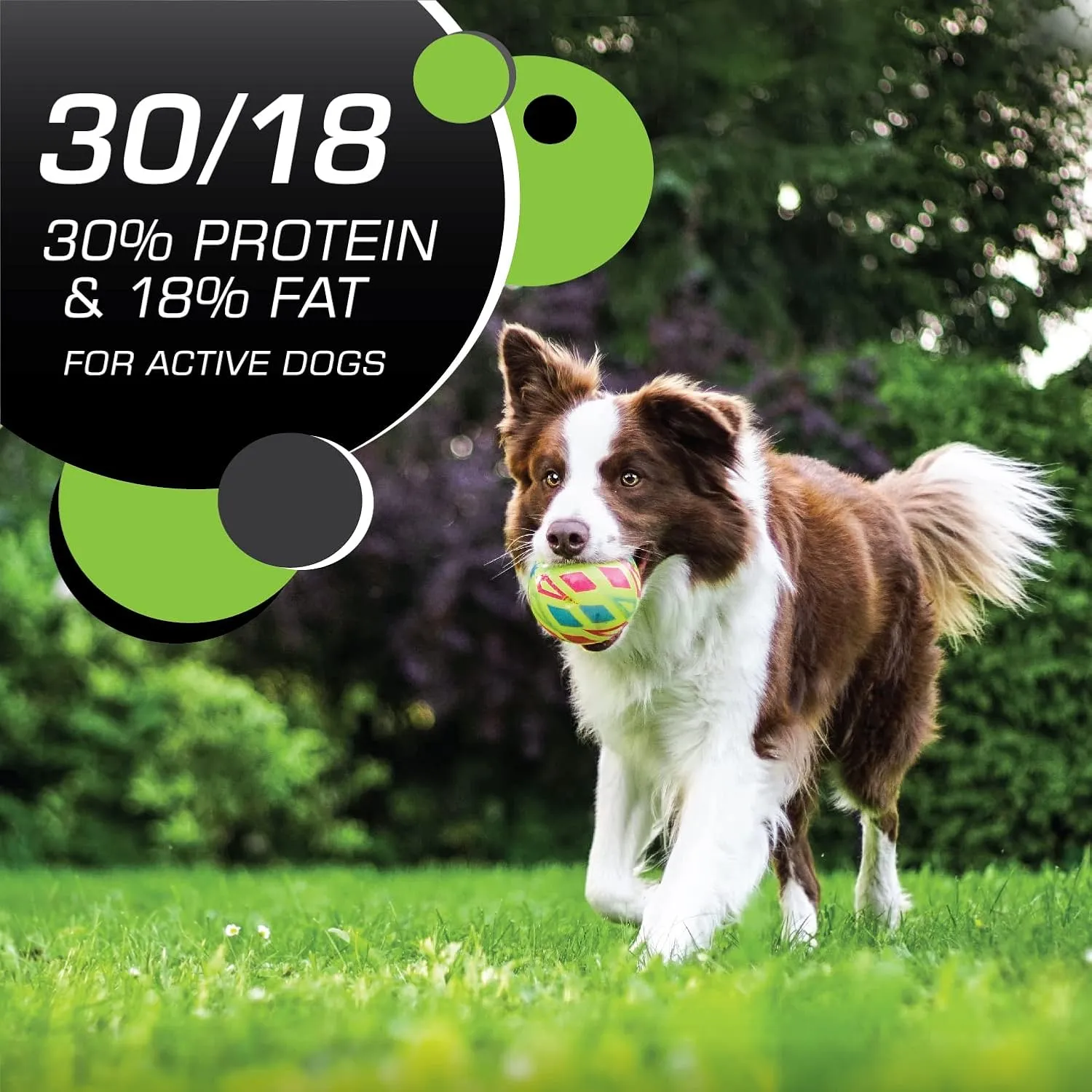 IAMS Proactive Health Adult Active Dry Dog Food with Chicken and Turkey, 13.5 lb. Bag