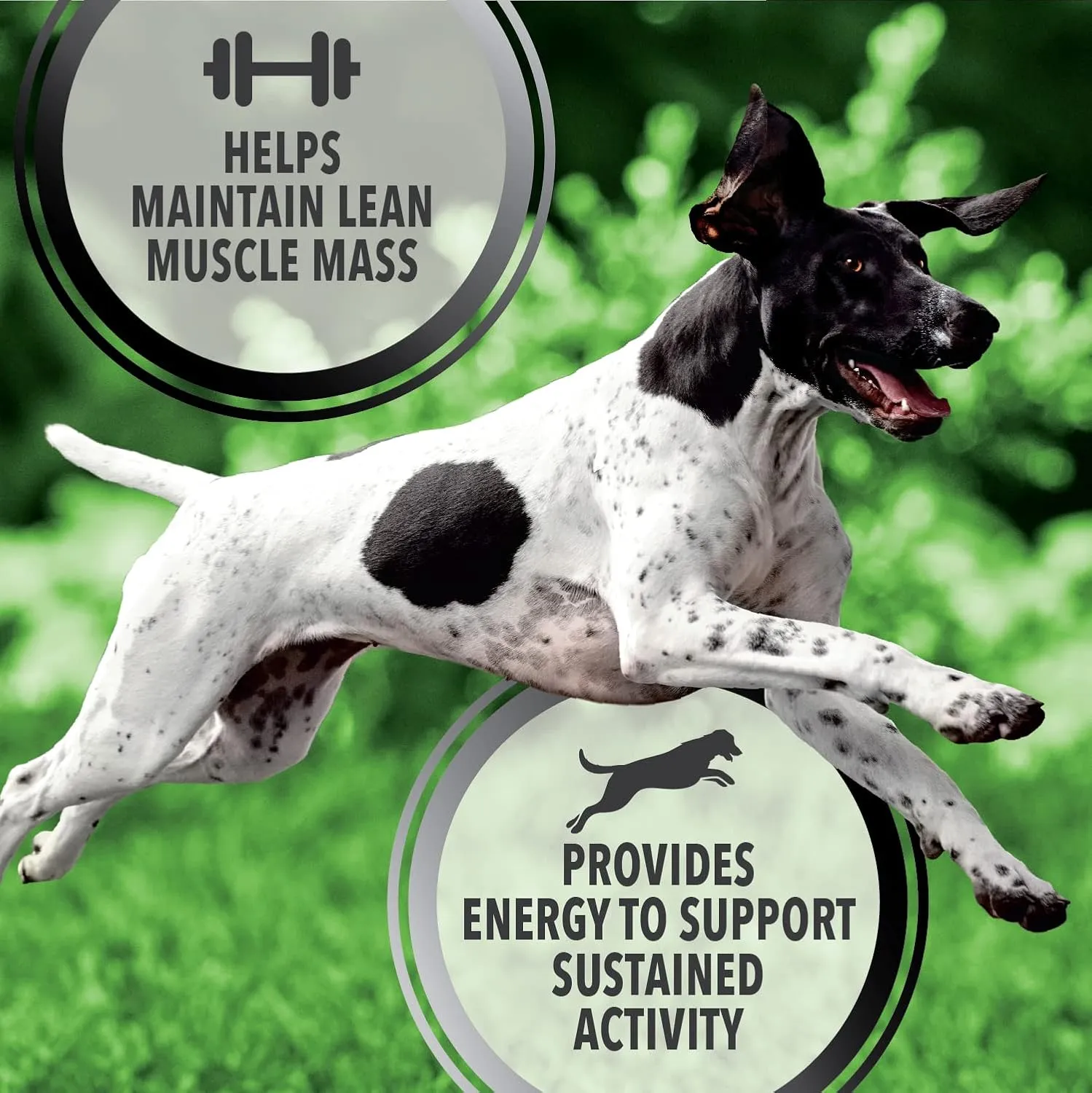 IAMS Proactive Health Adult Active Dry Dog Food with Chicken and Turkey, 13.5 lb. Bag
