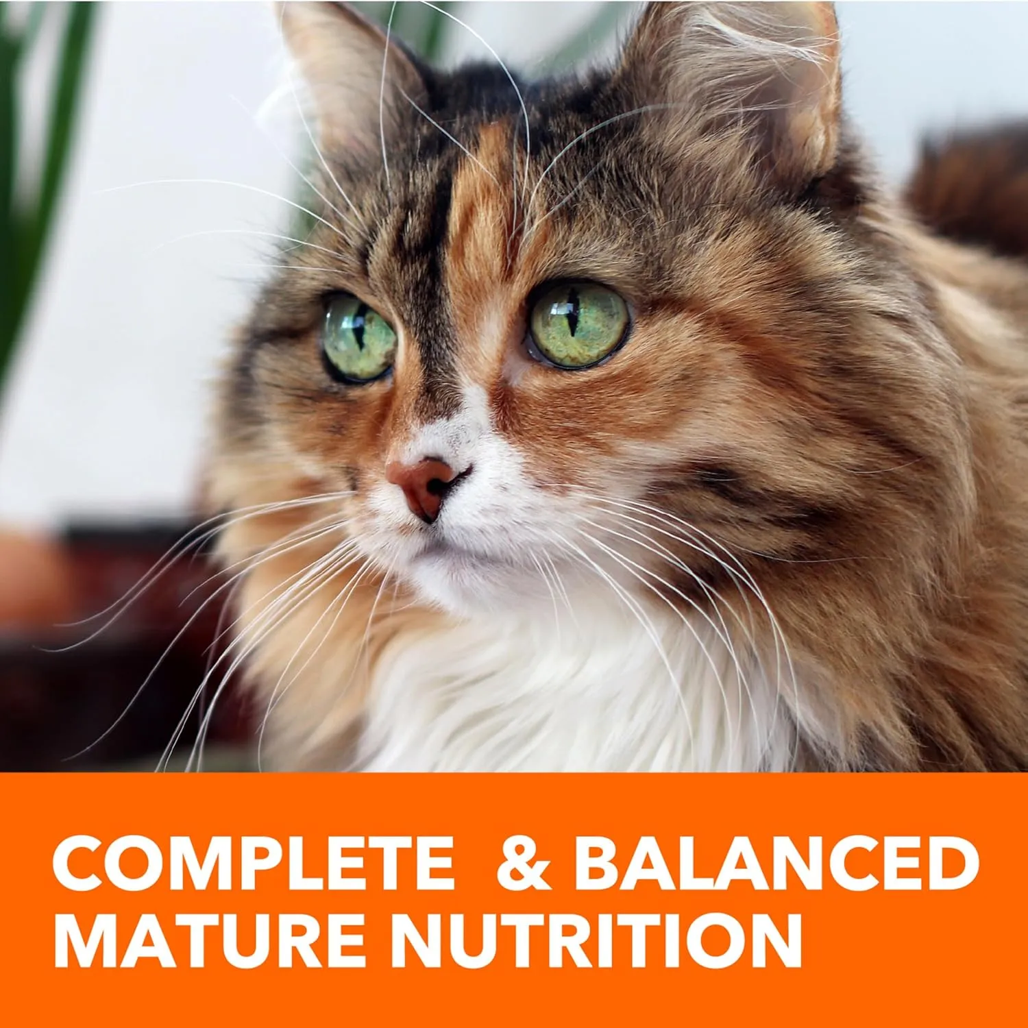 IAMS PROACTIVE HEALTH Healthy Senior Dry Cat Food with Chicken Cat Kibble, 16 lb. Bag