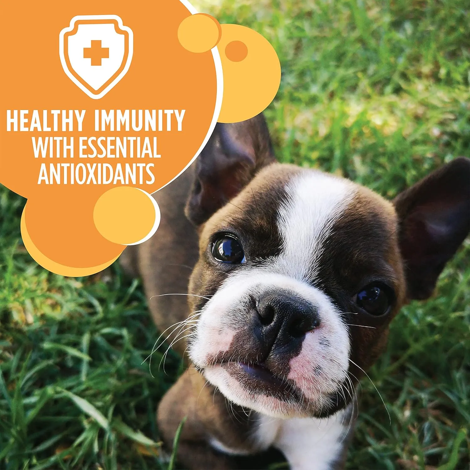 Iams Proactive Health Smart Puppy Dry Puppy Food, 7 lbs