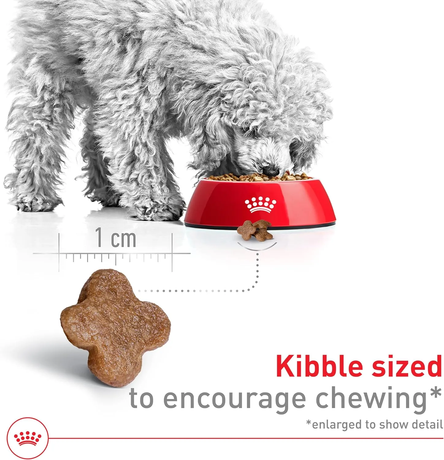 Royal Canin Size Health Nutrition Small Adult 8  Dry Dog Food, 2.5 lb bag