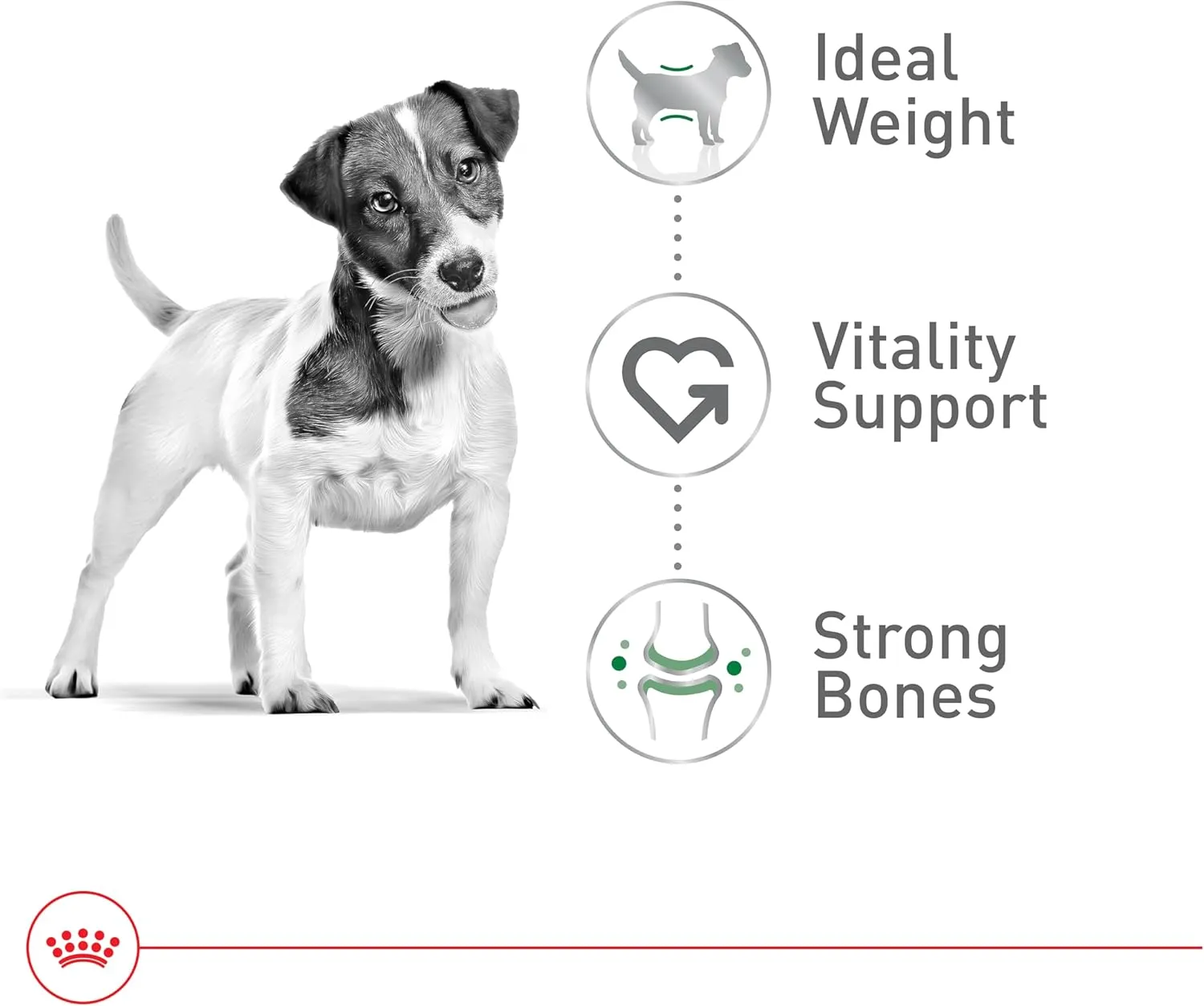 Royal Canin Size Health Nutrition Small Adult 8  Dry Dog Food, 2.5 lb bag